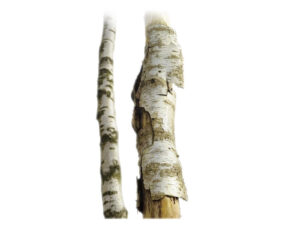 Xylitol édulcorant de bouleau 250g